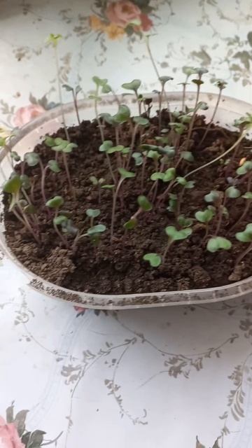 Микрозелень краснокочанной капусты смотреть онлайн