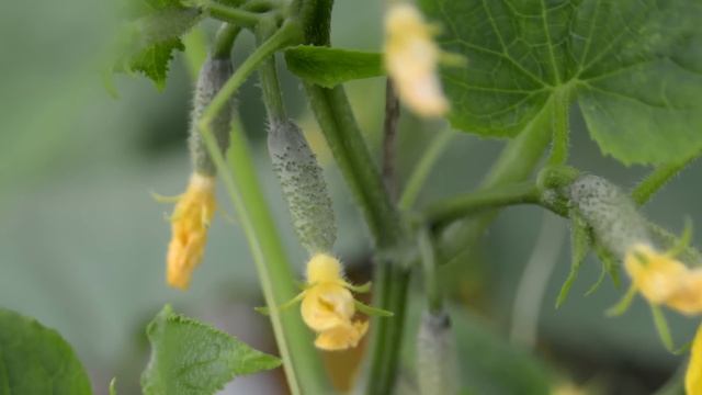 🚀 ВОЛШЕБНЫЙ СПОСОБ РЕАНИМИРОВАТЬ РАСТЕНИЯ И ПОЛУЧИТЬ УРОЖАЙ В 10 РАЗ БОЛЬШЕ! смотреть онлайн