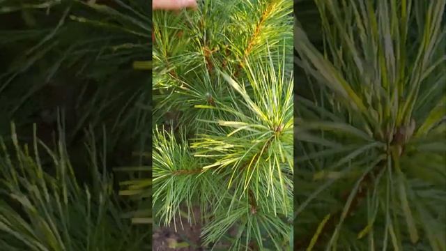 Хвойные от Виталия и Ирины Холодовых: Сосна Арманда, С? смотреть онлайн