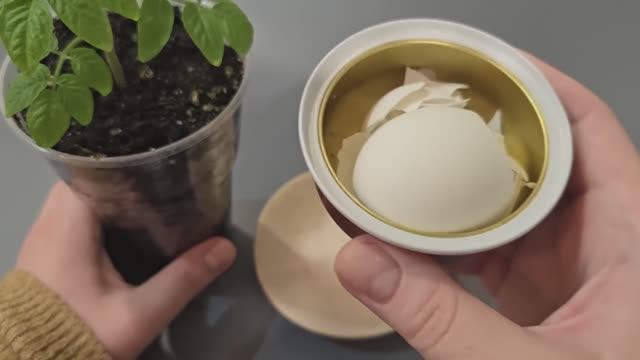 🍅 ЛОЖКА ЧУДА ДЛЯ ТОМАТОВ – СЕКРЕТ МОЕГО МЕГАУРОЖАЯ! смотреть онлайн