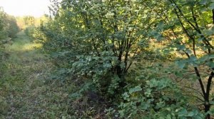 Ирга сорта Звездная ночь, обзор