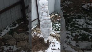 Можжевельник и тую 🌲на зиму укрываю укрывным материа
