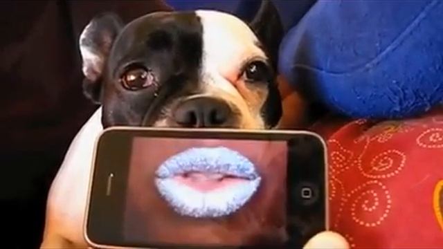 Собака классно поет смотреть онлайн