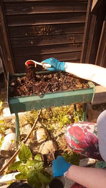 Посадка перца в мангал😮 видео1 #сад #дача #огород #пере смотреть онлайн