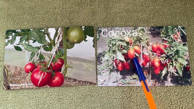 Три набора низкорослых сортов томатов для открытого ? смотреть онлайн