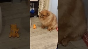 шпиц Кнопа. не хочу чесаться))
