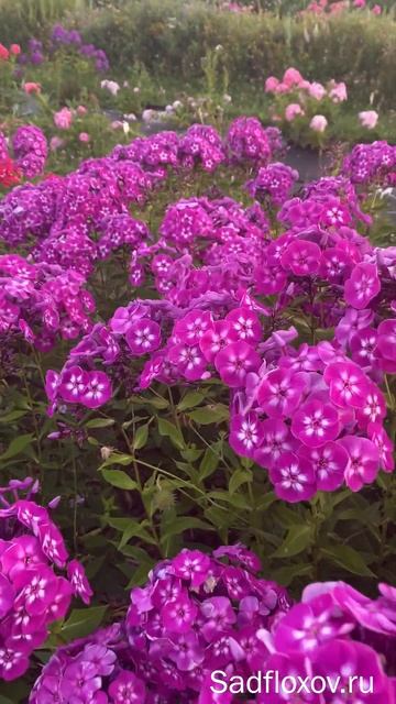 Яркий флокс Успех смотреть онлайн