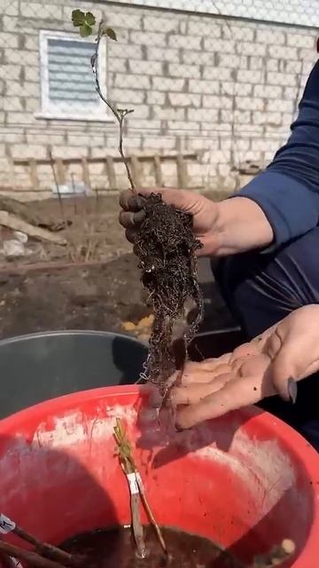 как правильно посадить малину чтобы урожай был богаты смотреть онлайн