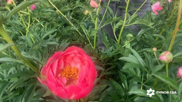 Популярные коралловые пионы: Pink Hawaiian Coral, Coral charm, Coral sunse