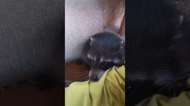#ямыилюша #енотики #raccoon #юмор #веселье #помощьбездомнымживотным смотреть онлайн