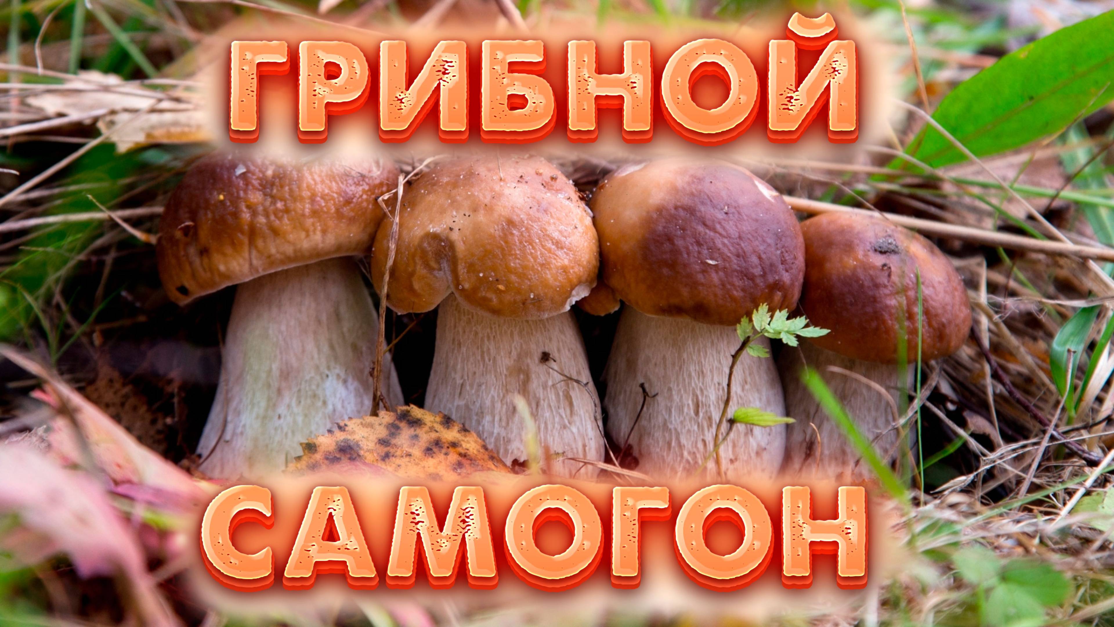 ГРИБНАЯ НАСТОЙКА С ГРЕЧИХОЙ смотреть онлайн