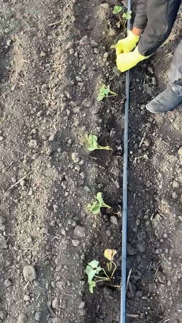 Высадка позднего сорта клубники/магнус #земля #strawberry #? смотреть онлайн