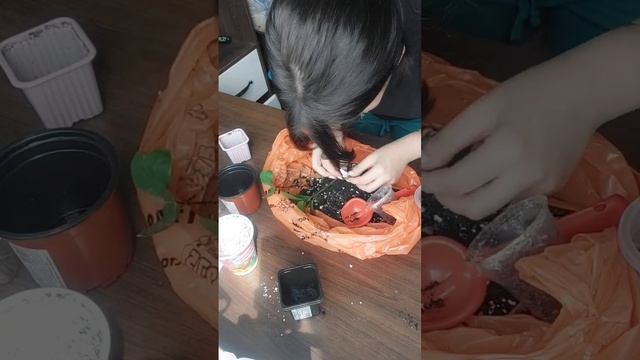 Пересадка Замиокулькаса🌱 сколько раз я сказала 