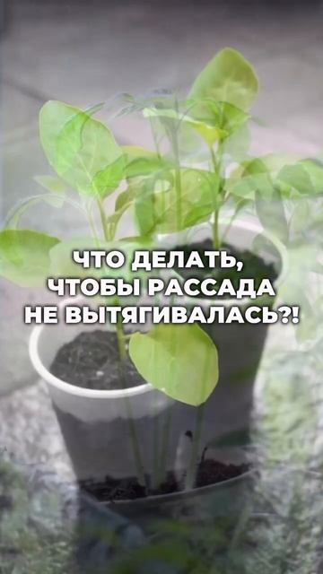 Что делать, чтобы рассада не вытягивалась? смотреть онлайн