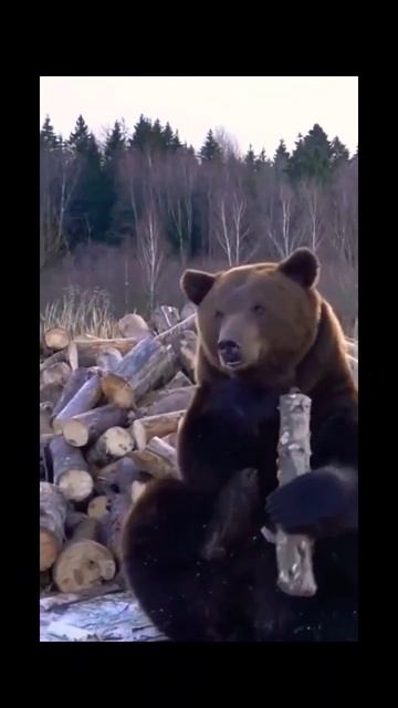 Удивительный МЕДВЕДЬ !!! #тимартдан #приколы #медведь смотреть онлайн