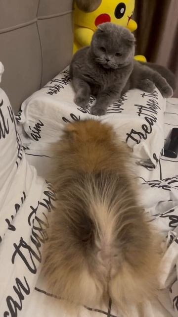 #archi_boss #собака #шпиц #pomeranian #dog #cat #shorts