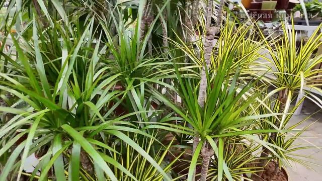 Садовый центр «Truffaut» — место, где можно забыть о повсе смотреть онлайн