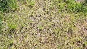 КЛЕВЕР для газона ☘️ ПЛЮСЫ и МИНУСЫ. Показываю на сво?