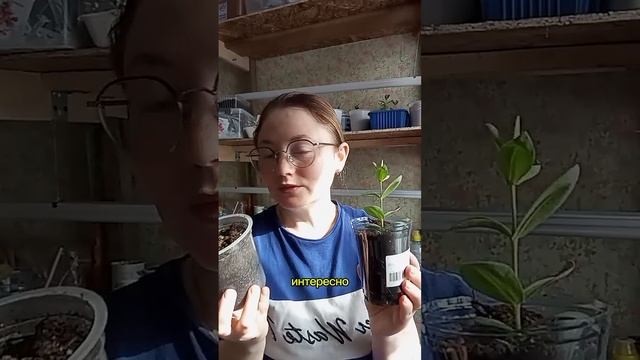 Впервые выращиваю эустому☘️Ч.2 #сад #цветочнаяферма #? смотреть онлайн