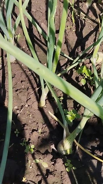 Лук через рассаду, русский размер, эксибишен 👍 #дача #? смотреть онлайн