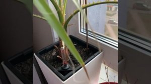 Моя пальма из семян)) Вашингтония