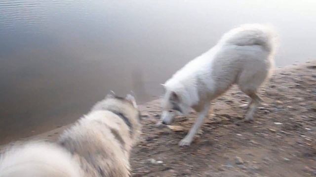 Снежок нашёл рыбу)) смотреть онлайн