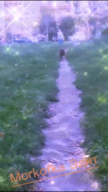 ЭдитШпицМоя собака