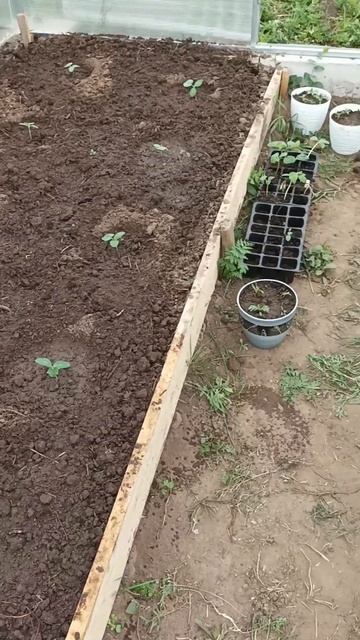 Подтянулся прям лук, чеснок после подкормке. #огород #г смотреть онлайн