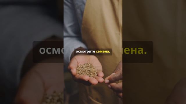 Почему дешёвые семена могут подвести #садоводство #да смотреть онлайн