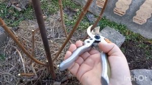 Обрезка гортензии Полярный медведь