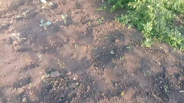 Жизнь в деревне/Утро в деревне.Зелень для салата.Посея