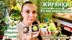 Жирянки. Хищные растения. Жирянки из моей коллекции. Я с ними подружилась. Мой грунт.