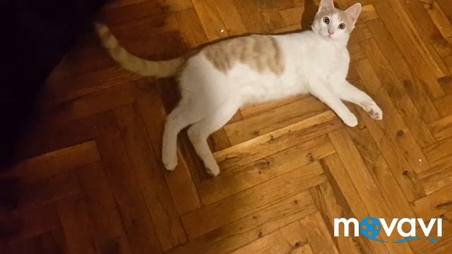 Стивън. смотреть онлайн