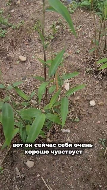 Бамбук пережил зиму! #shorts #bamboo #plants #garden #nature #бамбук смотреть онлайн