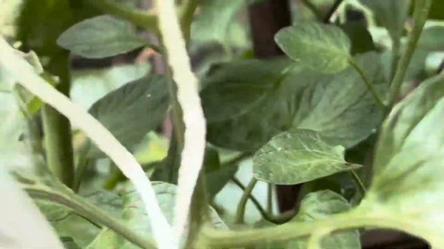 ВЛОГ. Наш огород. Что растет в Австралии. Сидней. смотреть онлайн