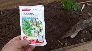 Посадка саженцев винограда 15 апреля 2024 г.