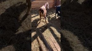 Как должна выглядеть англо-нубийская коза. Стандарт нубийской козы. ЛПХ Иркутская коза