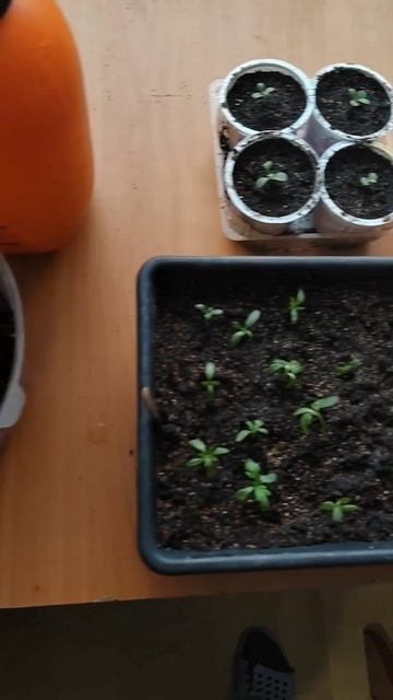 Пересадка, у меня тут бархатцы и астры