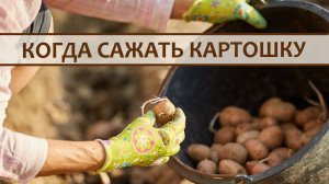 Когда Сажать Картошку: народные приметы и современные рекомендации
