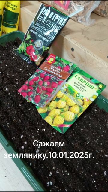 Сажаем землянику #сад #продажа #огород #цветы #садоводс смотреть онлайн