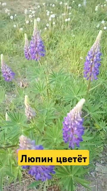 Люпин цветет. #дача #сад #цветы #люпин смотреть онлайн
