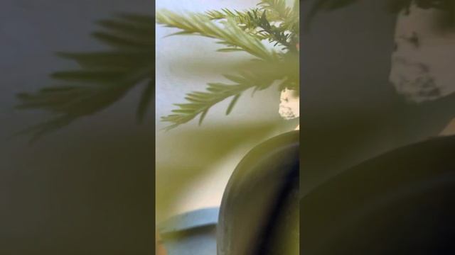 Пересаживаем Тис Канадский 🌳🇨🇿