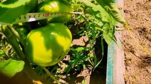 Томаты Гигант Новикова.Огромные помидоры. Красавцы. П?