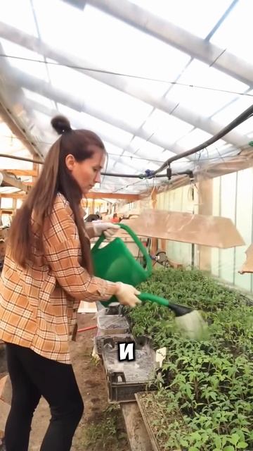 ГРАМОТНЫЙ УХОД ЗА ТОМАТАМИ! #огород #garden #дача #plants смотреть онлайн