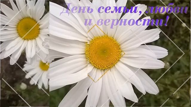 С днём семьи, любви и верности #Друг_друга_храните_во_все_времена! смотреть онлайн