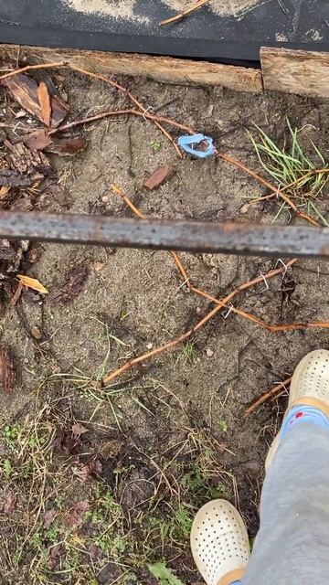 Что делать с виноградом осенью. Как прижать виноград к смотреть онлайн