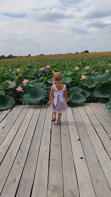 Лотосы в Селитренном Астраханской области! Лотосы в С? смотреть онлайн