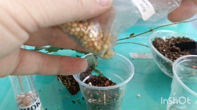 Хойя Матильда сплеш. Черенкование, пересадка смотреть онлайн