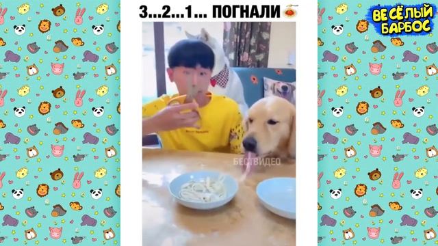 Я РЖАЛ ПОЛ ЧАСА | Приколы с Животными 2019 | Смешные Коты и Собаки смотреть онлайн