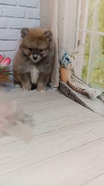 щенок шпица. 1,5 мес.